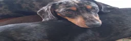 Bassotto cani in vendita: Cuccioli bassotto arlecchino e nero focato  - Annuncio 6