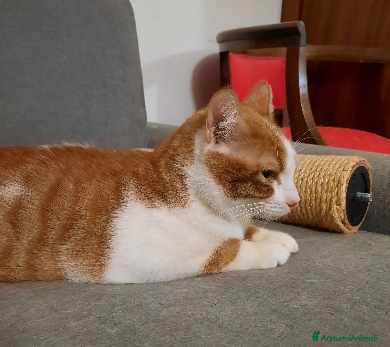 Meticcio gatti Mirtillo micio di 4 anni - Annuncio 2