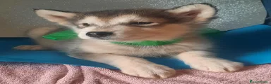 Alaskan Malamute Cucciolo 3
