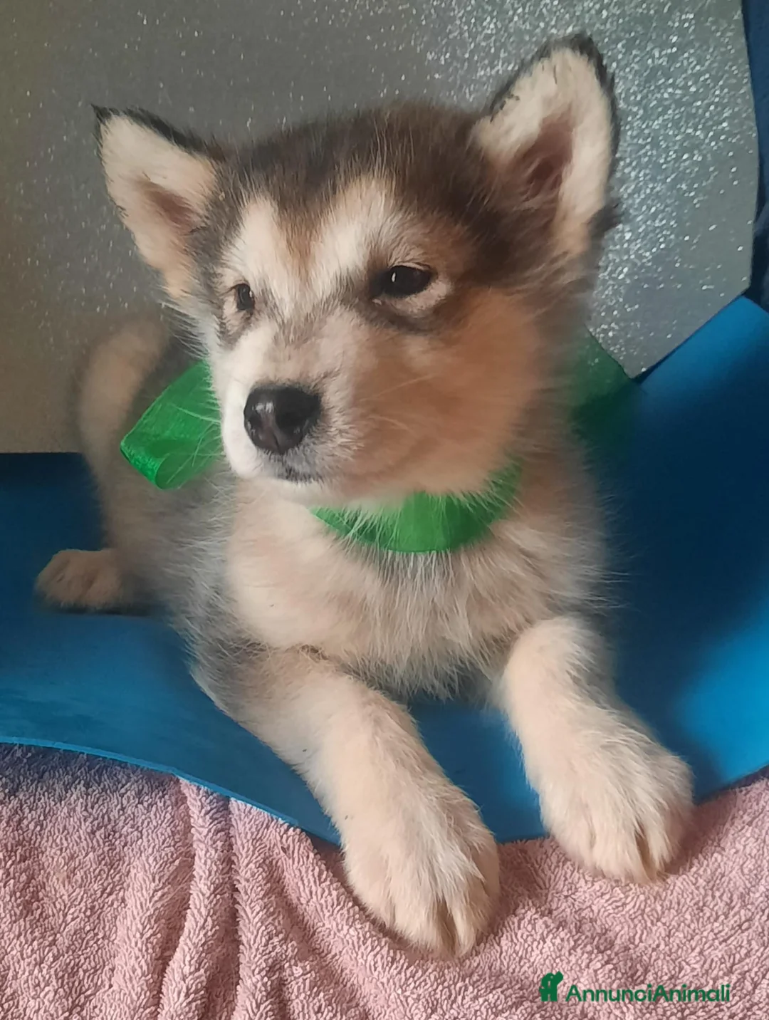 Alaskan Malamute cani in vendita: Alaskan Malamute cuccioli  - Annuncio 9