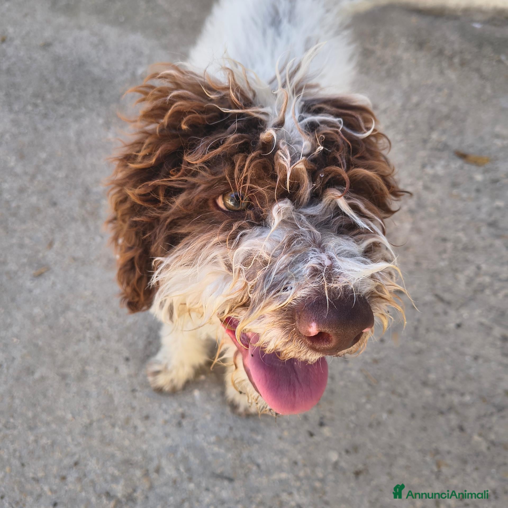 Lagotto cani LAGOTTO ROMAGNOLO CON PEDIGREE - Annuncio 1