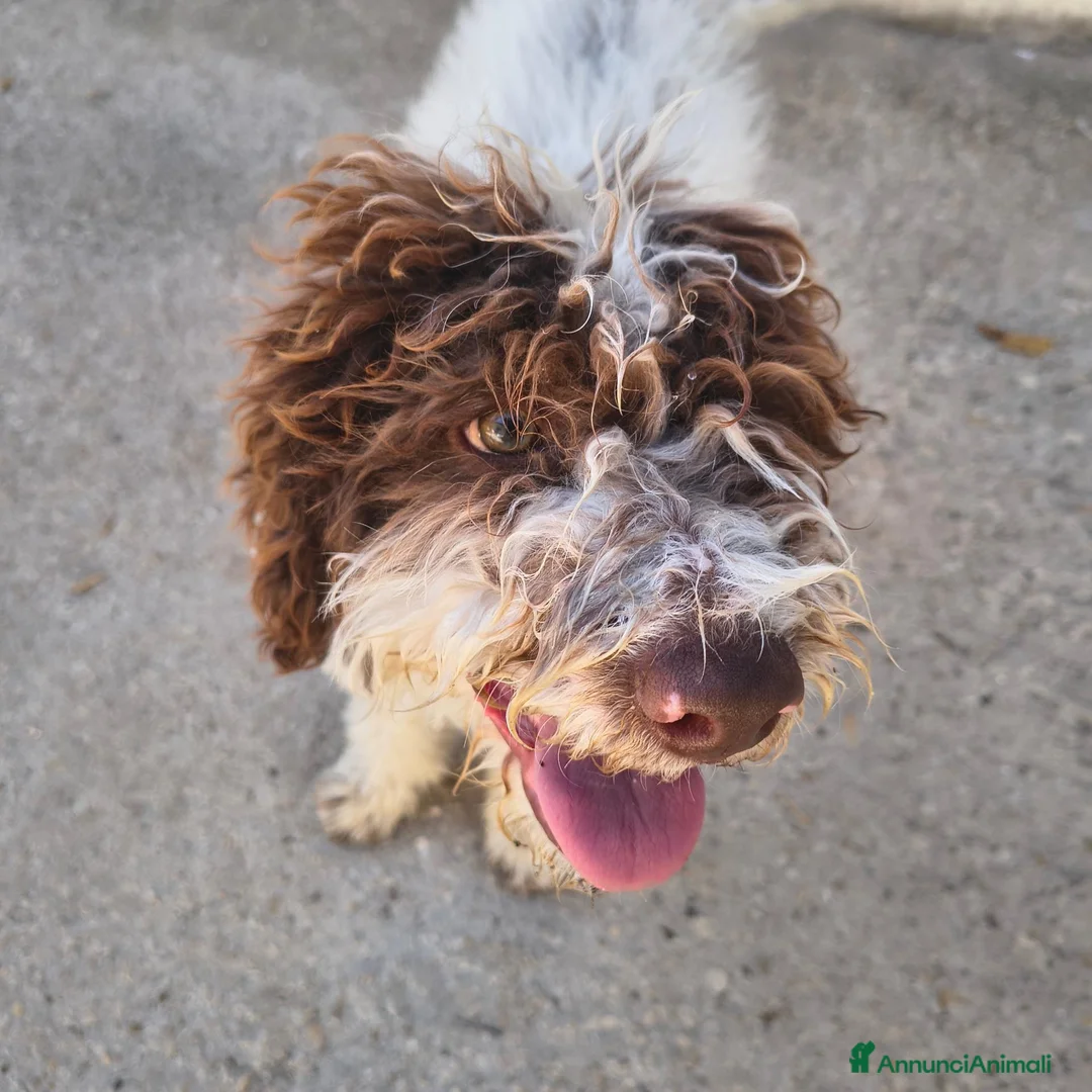 Lagotto cani in vendita: LAGOTTO ROMAGNOLO CON PEDIGREE - Annuncio 1