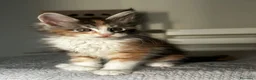 Maine Coon gatti in vendita: Maine coon con pedigree  - Annuncio 6