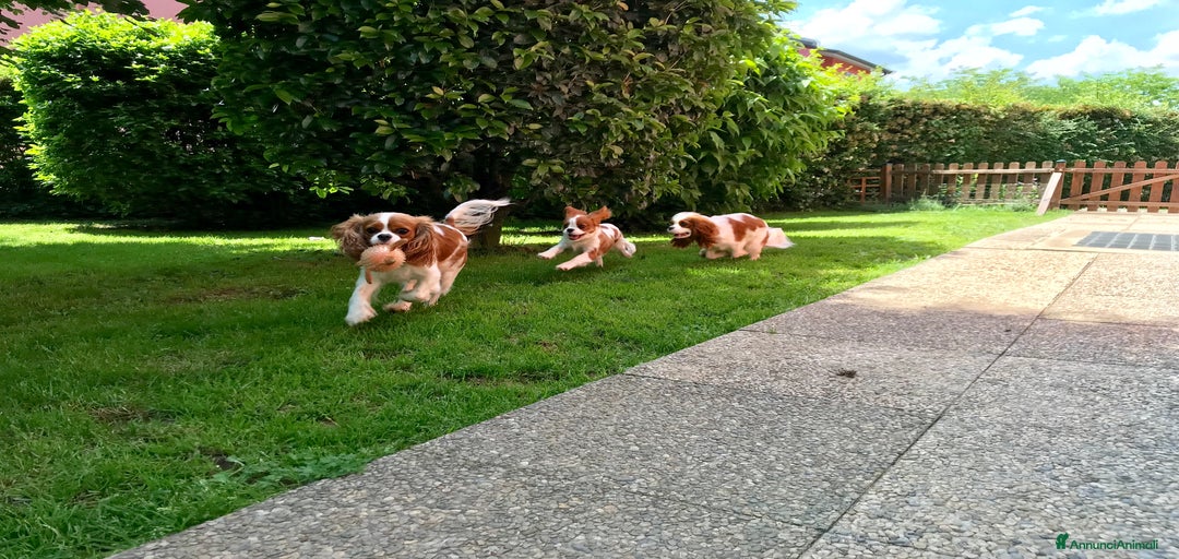 Immagine della galleria {{count}}