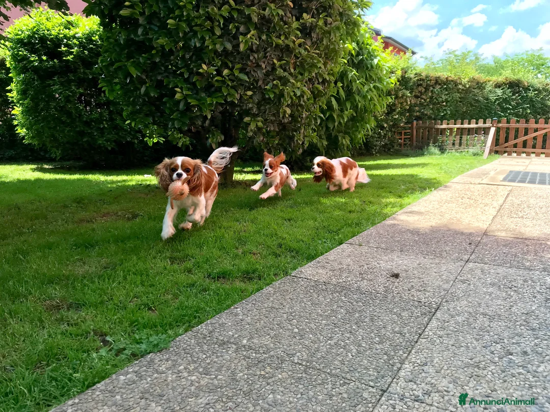 Immagine della galleria {{count}}