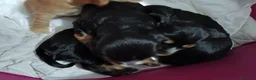 Cocker cani in vendita: Cocker spaniel - Annuncio 4