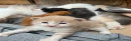 Altre razze gatti in regalo: Gatti - Annuncio 2
