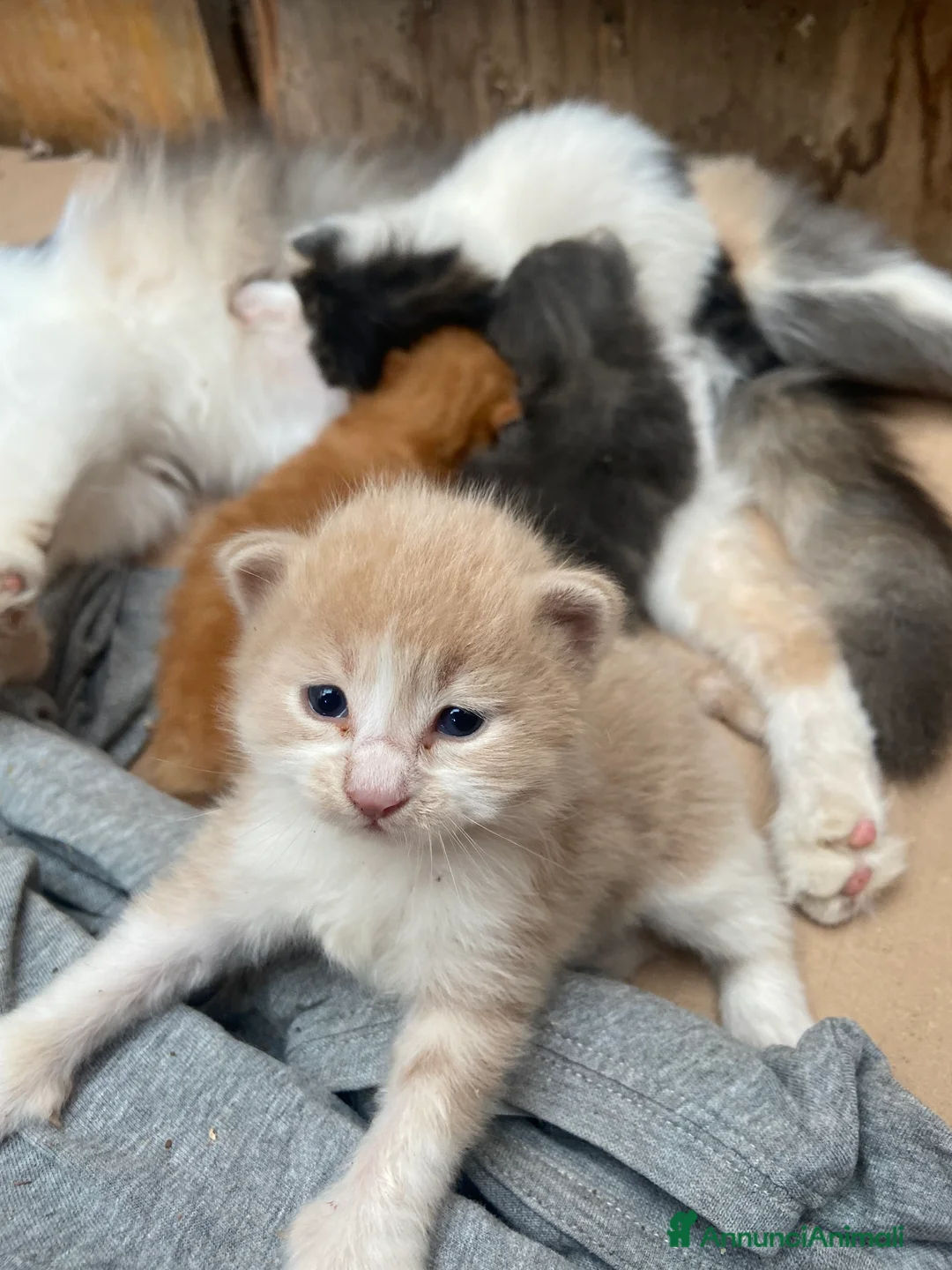 Altre razze gatti in regalo: Gatti - Annuncio 2