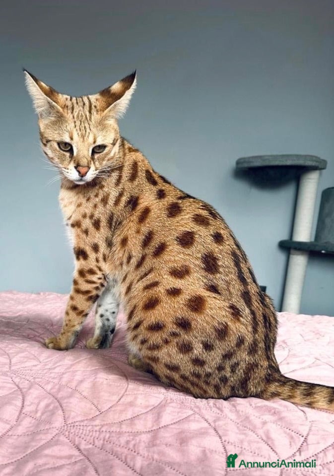 Savannah gatti Splendidi cuccioli di gatto Savannah – 4 mesi  - Annuncio 1