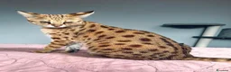 Savannah gatti in vendita: Splendidi cuccioli di gatto Savannah – 4 mesi  - Annuncio 1