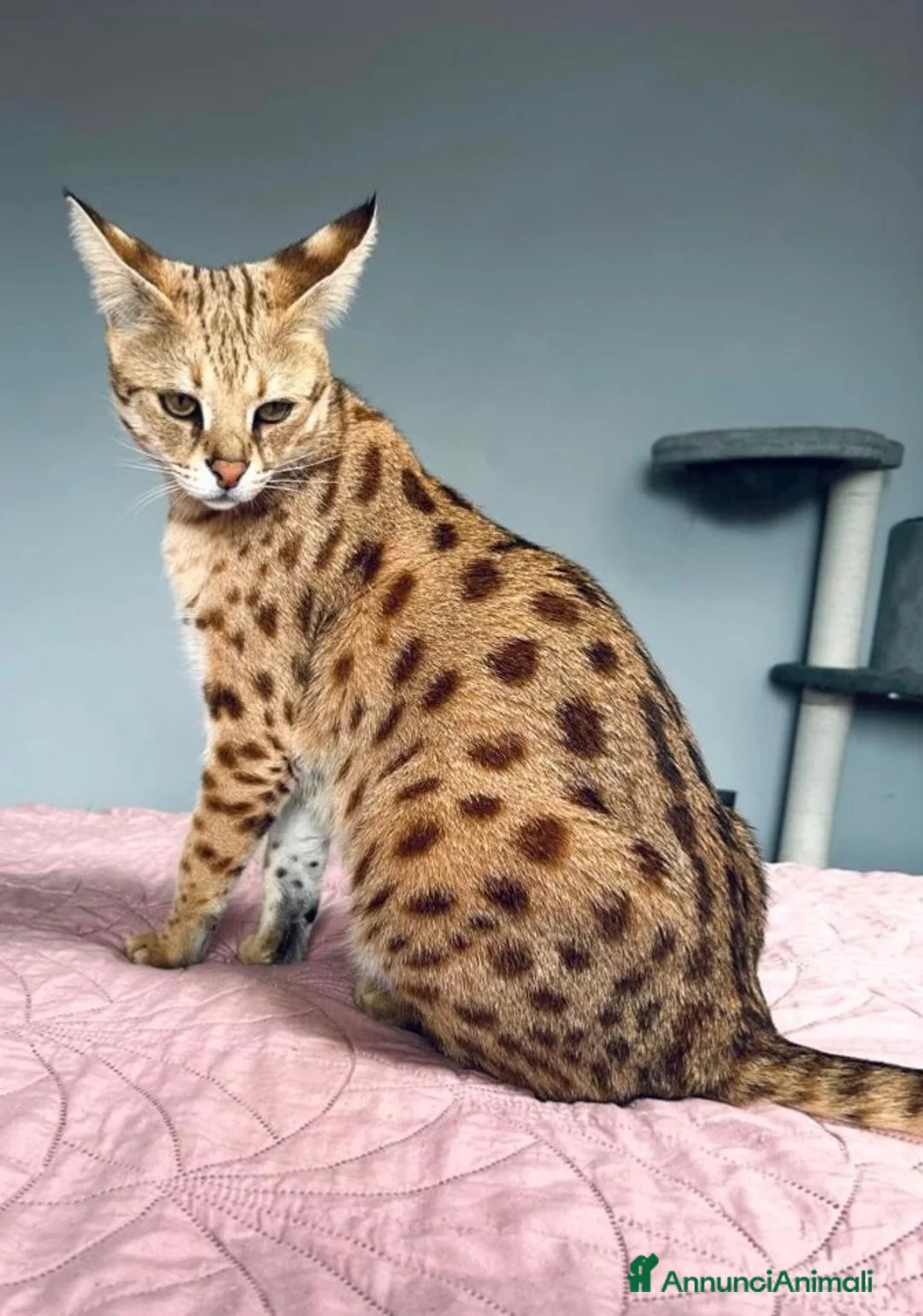 Savannah gatti in vendita: Splendidi cuccioli di gatto Savannah – 4 mesi  - Annuncio 1