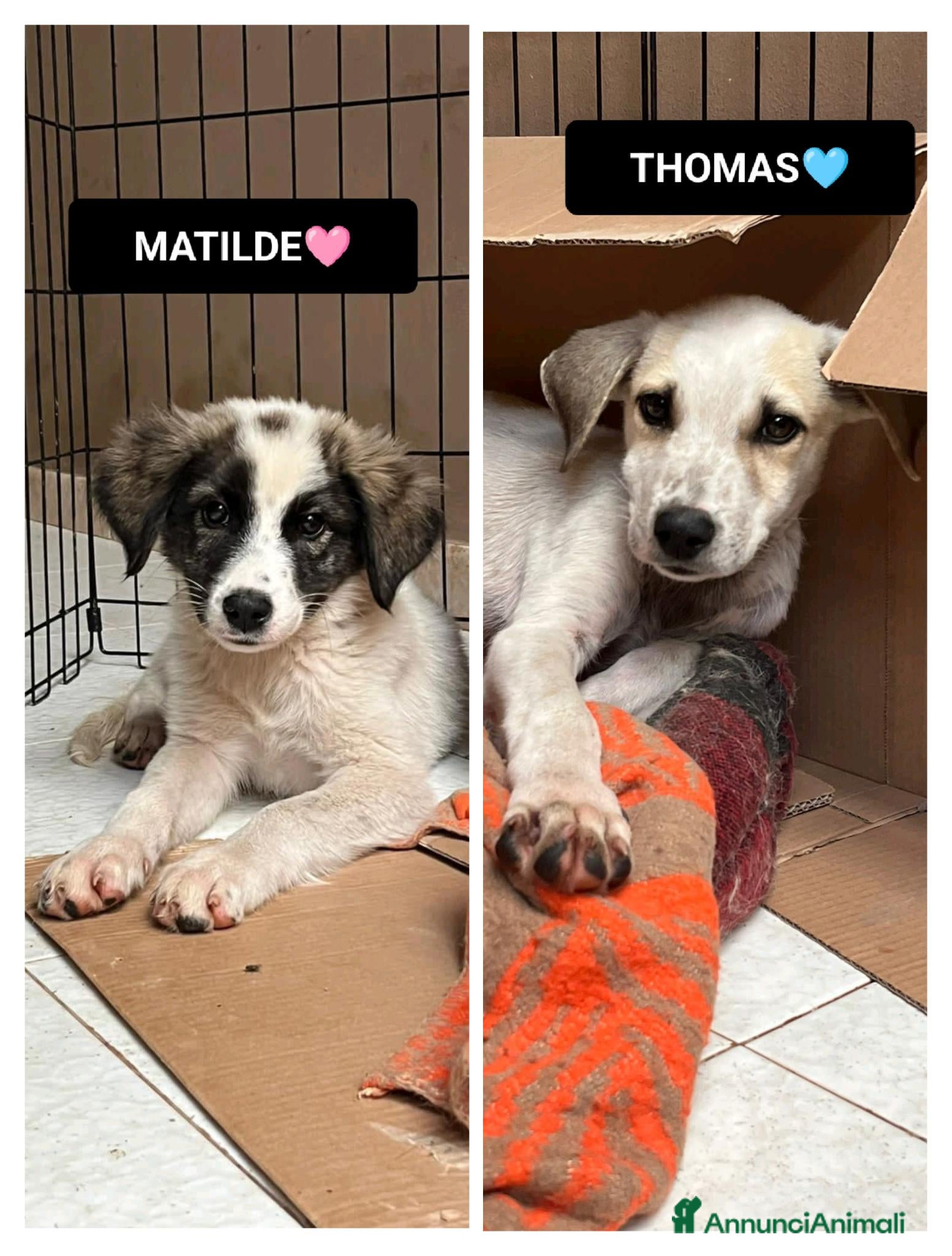 Altre razze cani matilde thomas - Annuncio 30