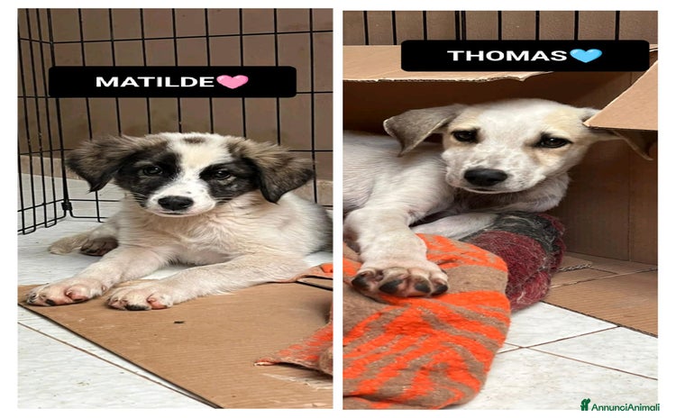 Altre razze cani matilde thomas - Annuncio 8