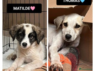 Altre razze cani matilde thomas - Annuncio 30