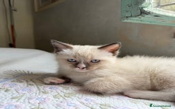 Ragdoll gatti in vendita: Cuccioli Ragdoll cercano casa a Provincia di Mantova - Immagine 2