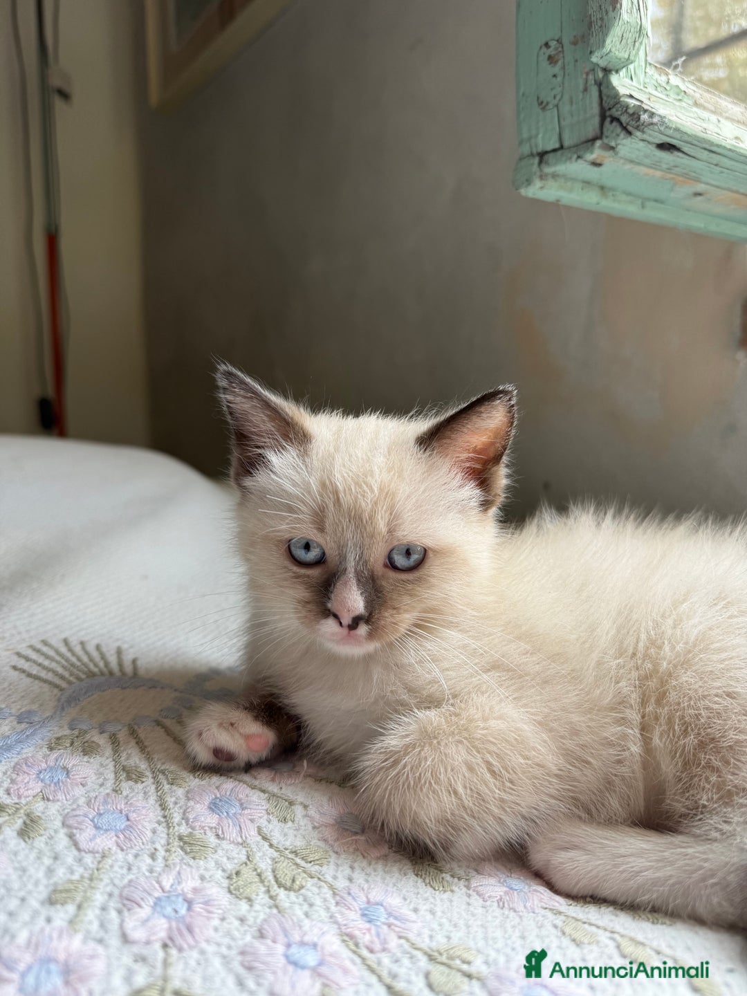 Ragdoll gatti in vendita: Cuccioli Ragdoll cercano casa a Provincia di Mantova - Immagine 2