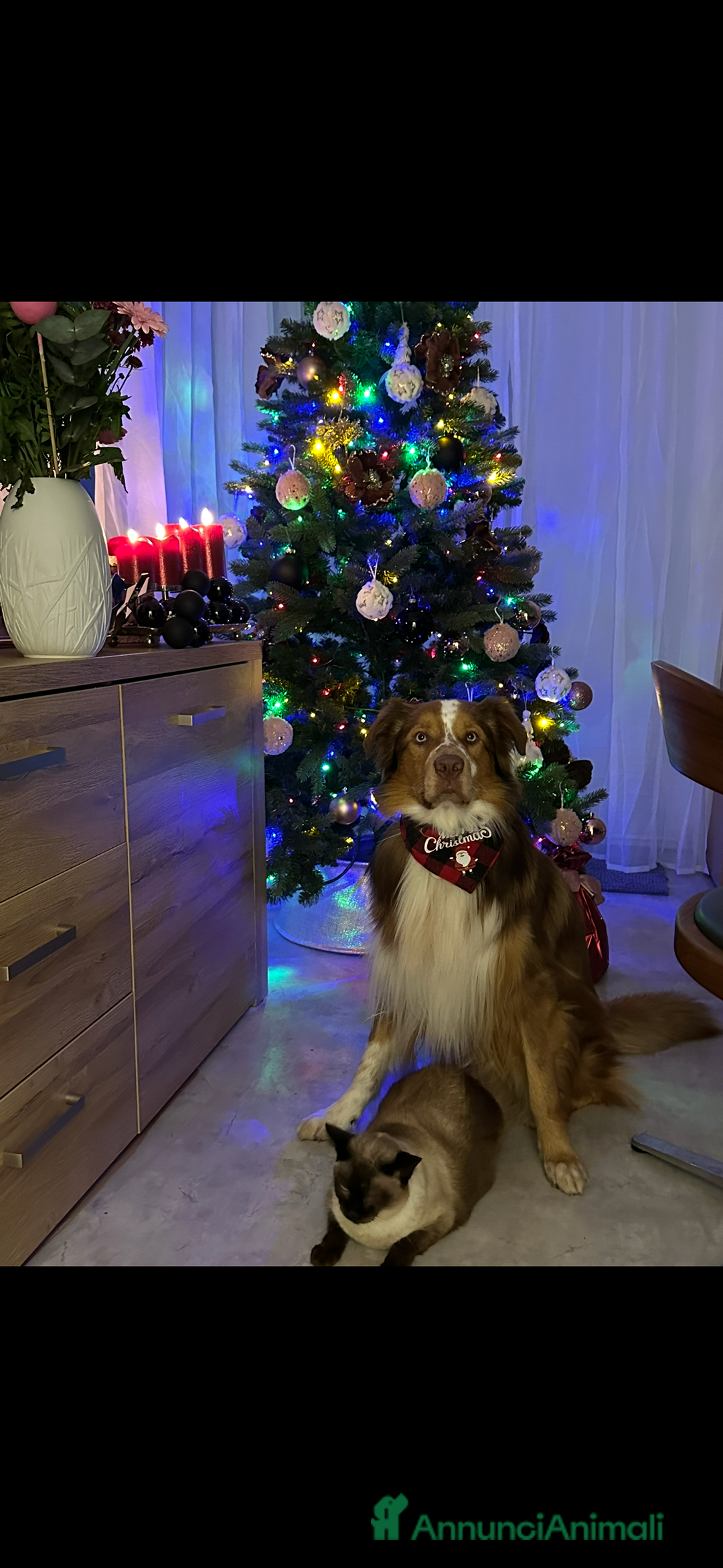 Australian Shepherd cani per accoppiamento: Pastore australiano, 3 anni, stallone - Annuncio 12