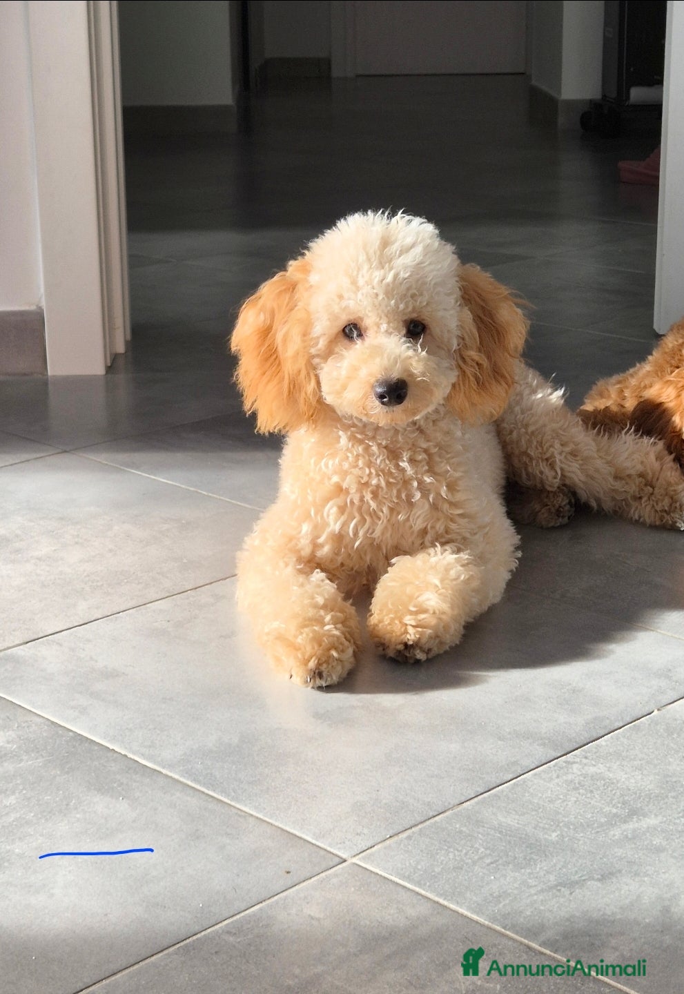 Meticcio cani Barboncino red toy - Annuncio 2