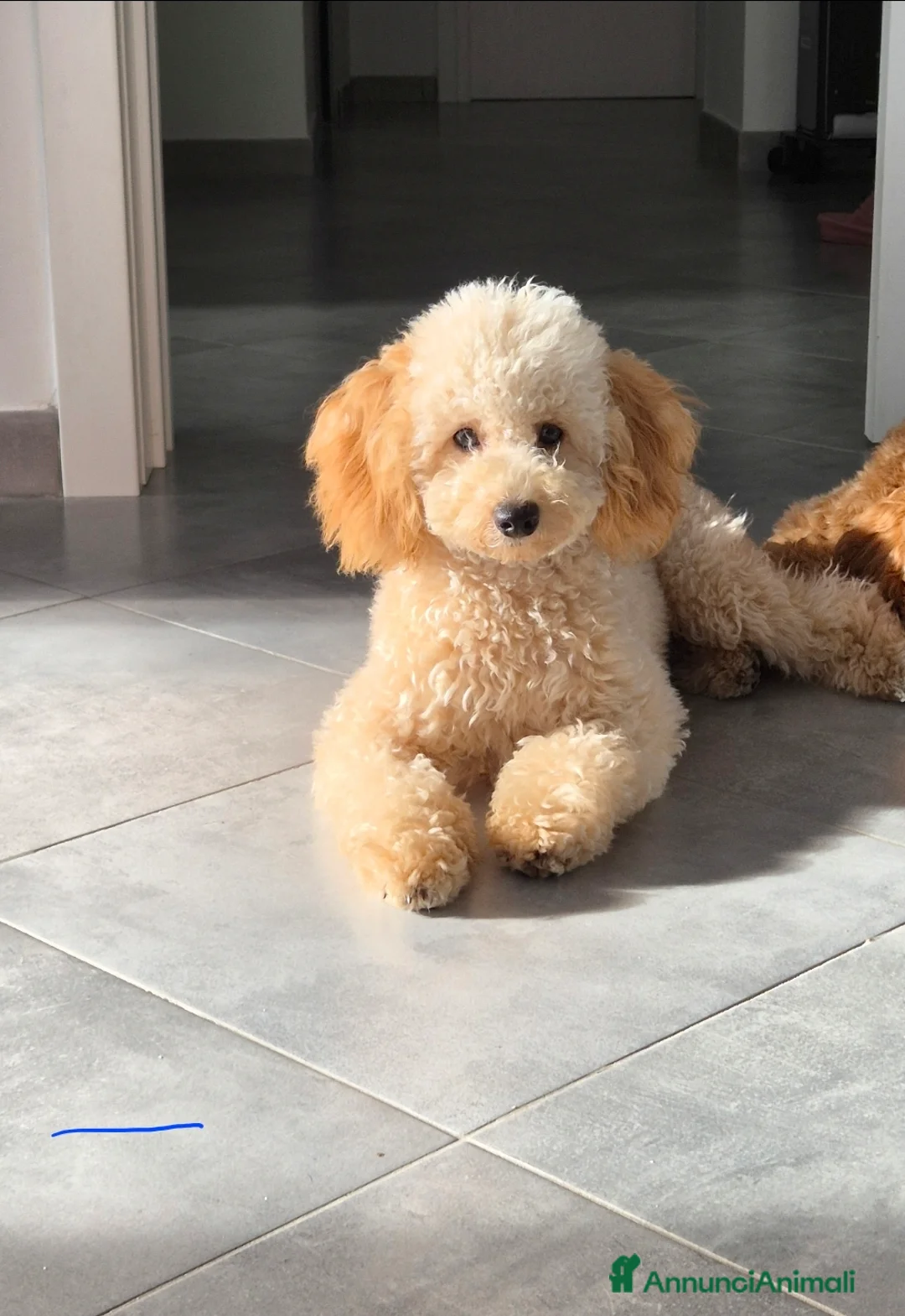 Meticcio cani in vendita: Barboncino red toy - Annuncio 1