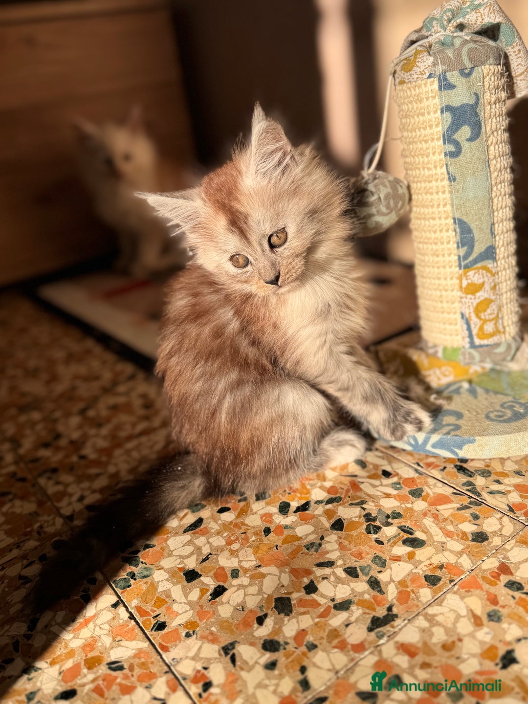 Maine Coon gatti in vendita: Cucciola di Maine Coon - Ped. AFSI - Annuncio 4