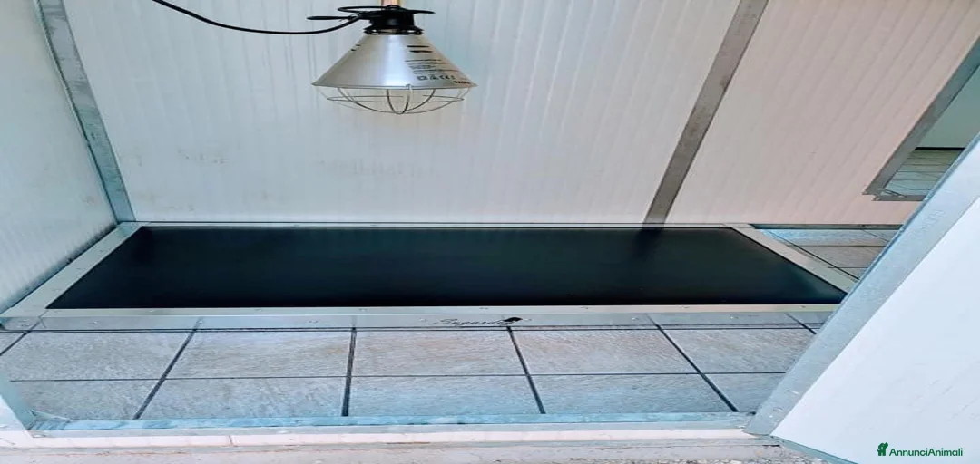 Immagine della galleria {{count}}