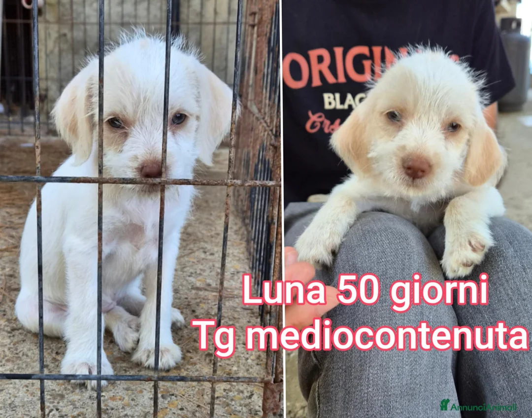 Meticcio cani in regalo: CUCCIOLI SOLI ED ESCLUSI  a Città Metropolitana di Genova - Annuncio 1