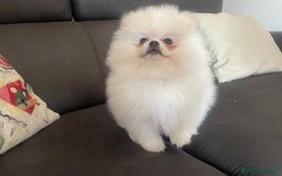Volpino Pomerania cani in vendita: Volpino di Pomerania spritz nano  a Provincia di Viterbo - Immagine 6
