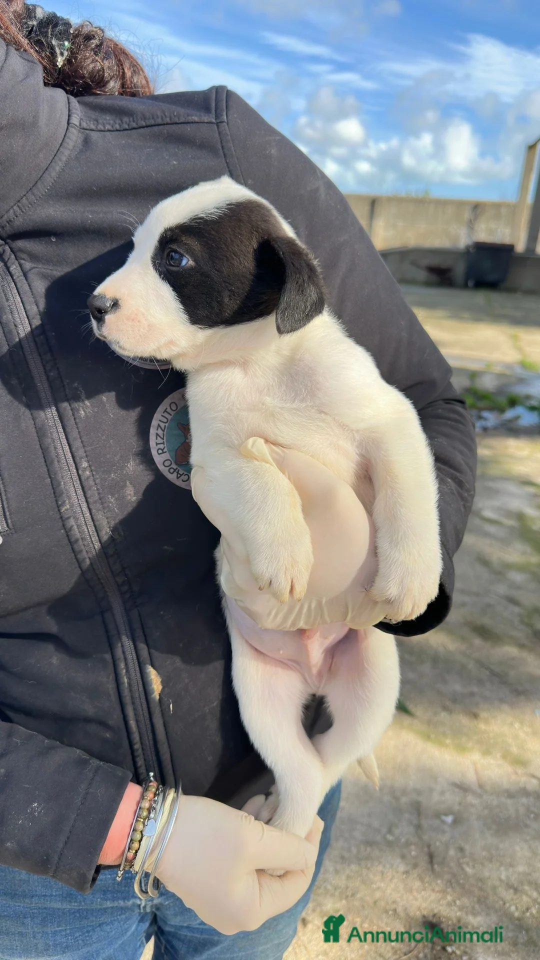 Meticcio cani in regalo: SESAMO 💙 - cucciolo dolce cerca adozione 😍🙏🏻 - Annuncio 4