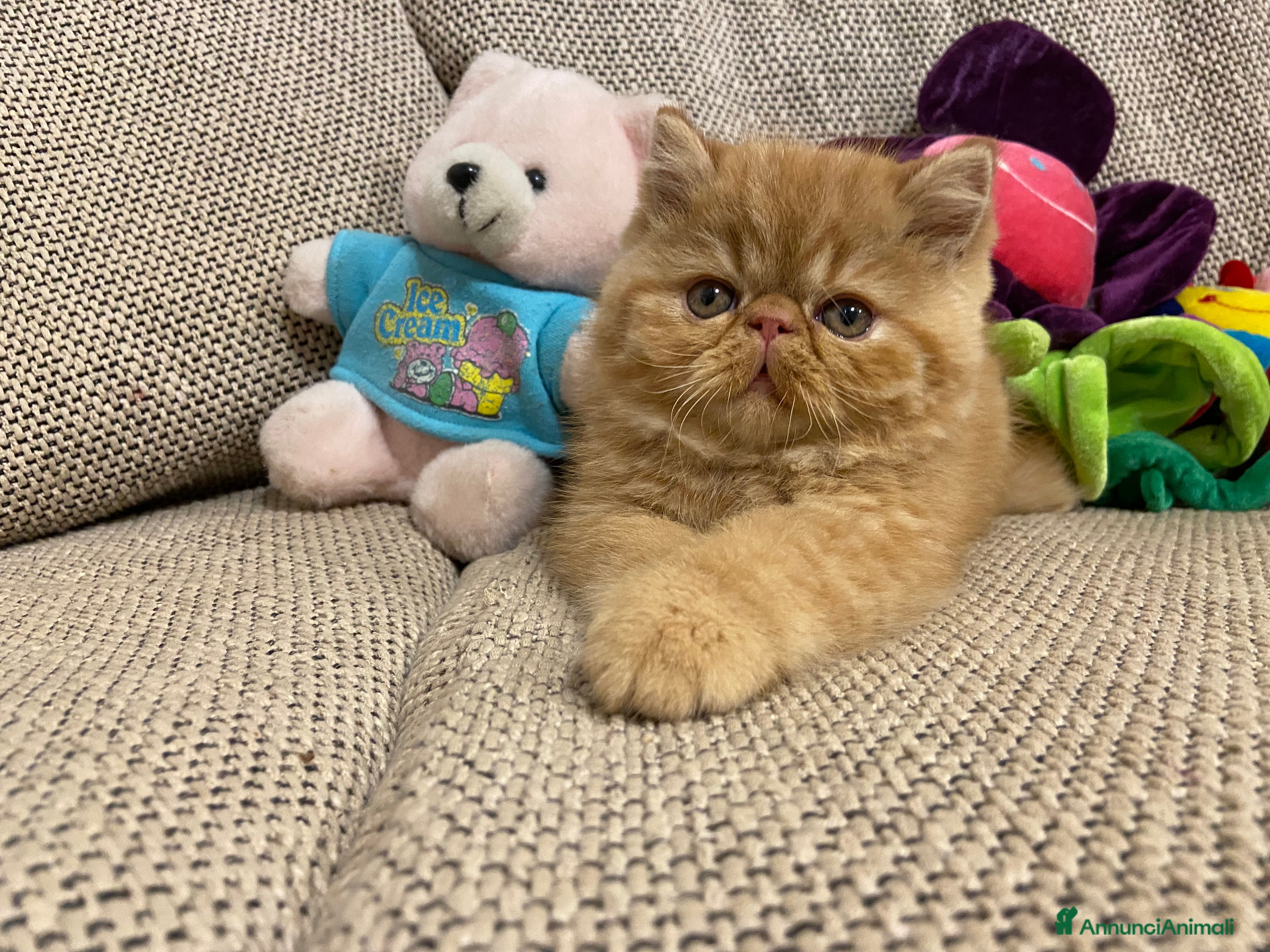 Exotic Shorthair gatti Gattino exotic shorthair - Annuncio 2