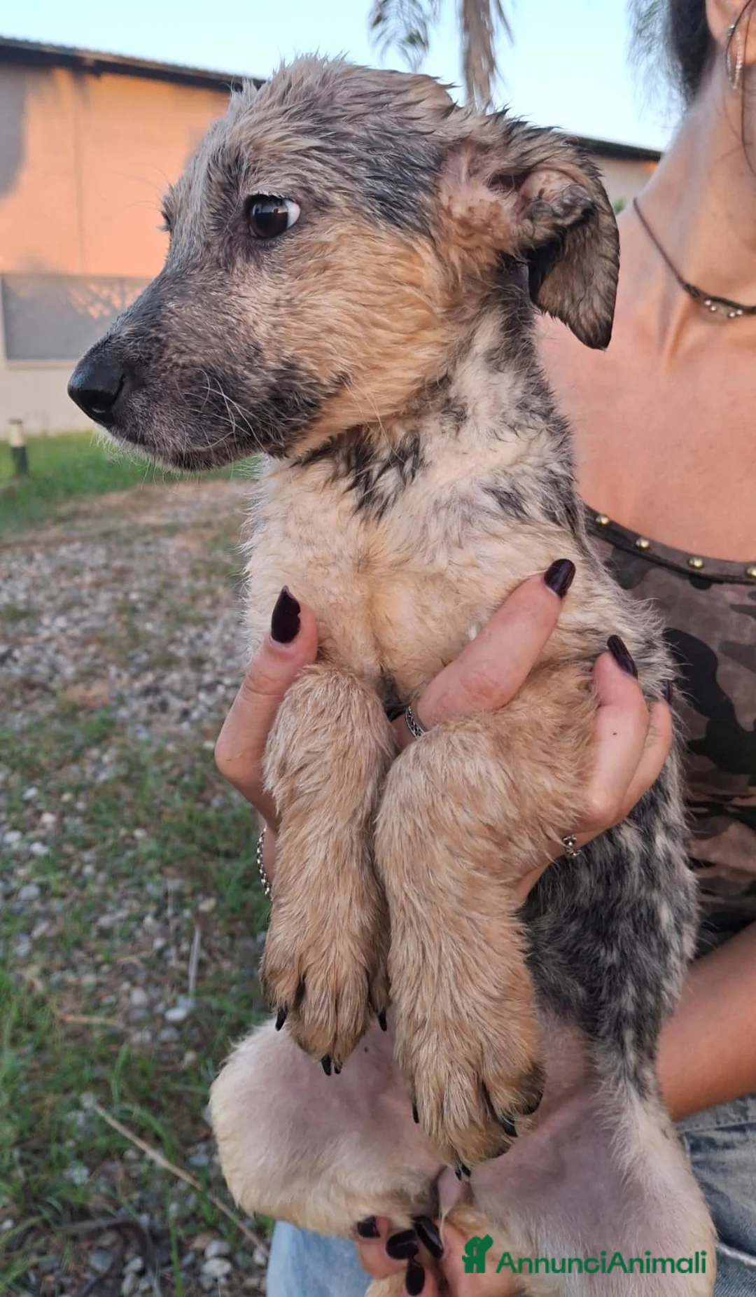Meticcio cani in regalo: LIVIA 🩷 timida all’inizio, speciale per sempre 😍 a Provincia di Mantova - Annuncio 7