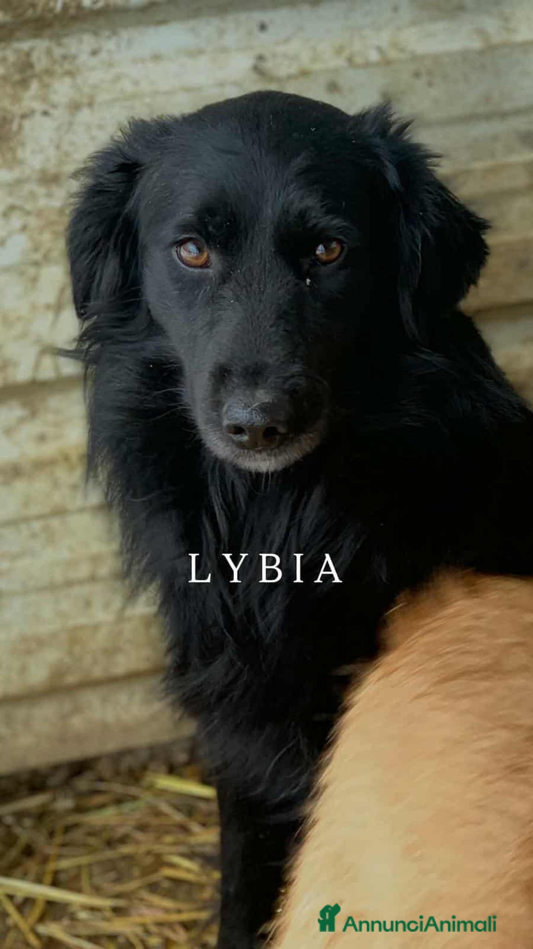 Meticcio cani in regalo: Cani TOTAL BLACK: i cani invisibili!  - Annuncio 6