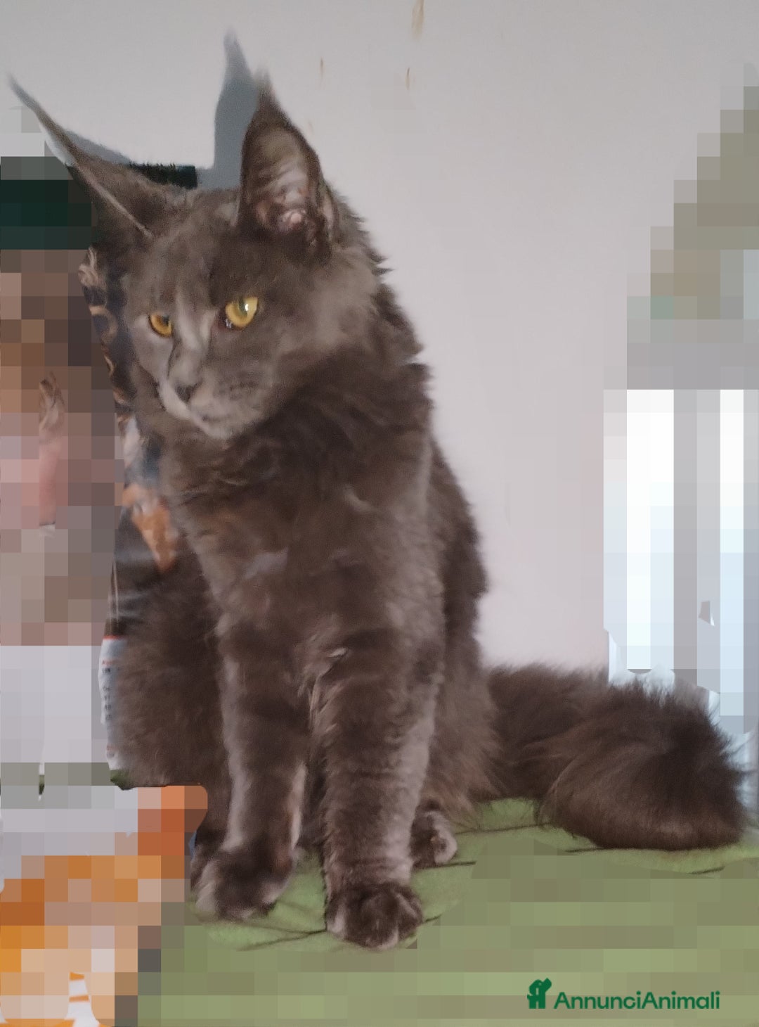 Maine Coon gatti in vendita: Maine coon  - Annuncio 3