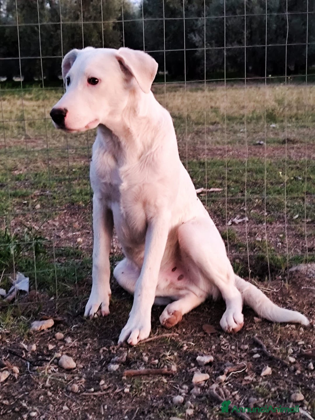 Altre razze cani in regalo: HUSKY - 6 Mesi - Cucciolo Dolce e Tranquillo - Annuncio 3