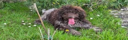 Lagotto cani in regalo: Lagotto Romagnolo Adulto Intero a Città Metropolitana di Firenze - Annuncio 2