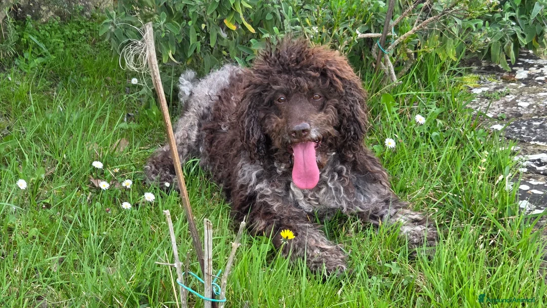 Lagotto cani in regalo: Lagotto Romagnolo Adulto Intero a Città Metropolitana di Firenze - Annuncio 2