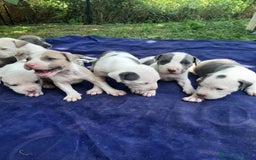 Staffordshire cani in vendita: Amstaff  - Immagine 1