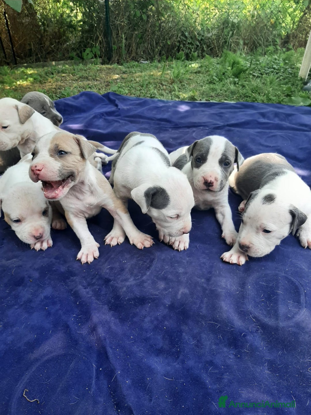 Staffordshire cani in vendita: Amstaff  - Immagine 1