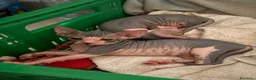 Sphynx gatti in vendita: Sphynx  a Provincia di Frosinone - Annuncio 5