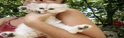 British gatti in vendita: Cuccioli British Longhair - Annuncio 8