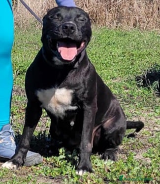 Pitbull cani Pitbull femmina 3 anni adozione  - Annuncio 3