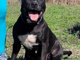 Pitbull cani Pitbull femmina 3 anni adozione - Annuncio 11