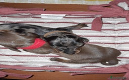 Bassotto cani in vendita: Cuccioli di bassotto a pelo corto  a Provincia di Vercelli - Immagine 7