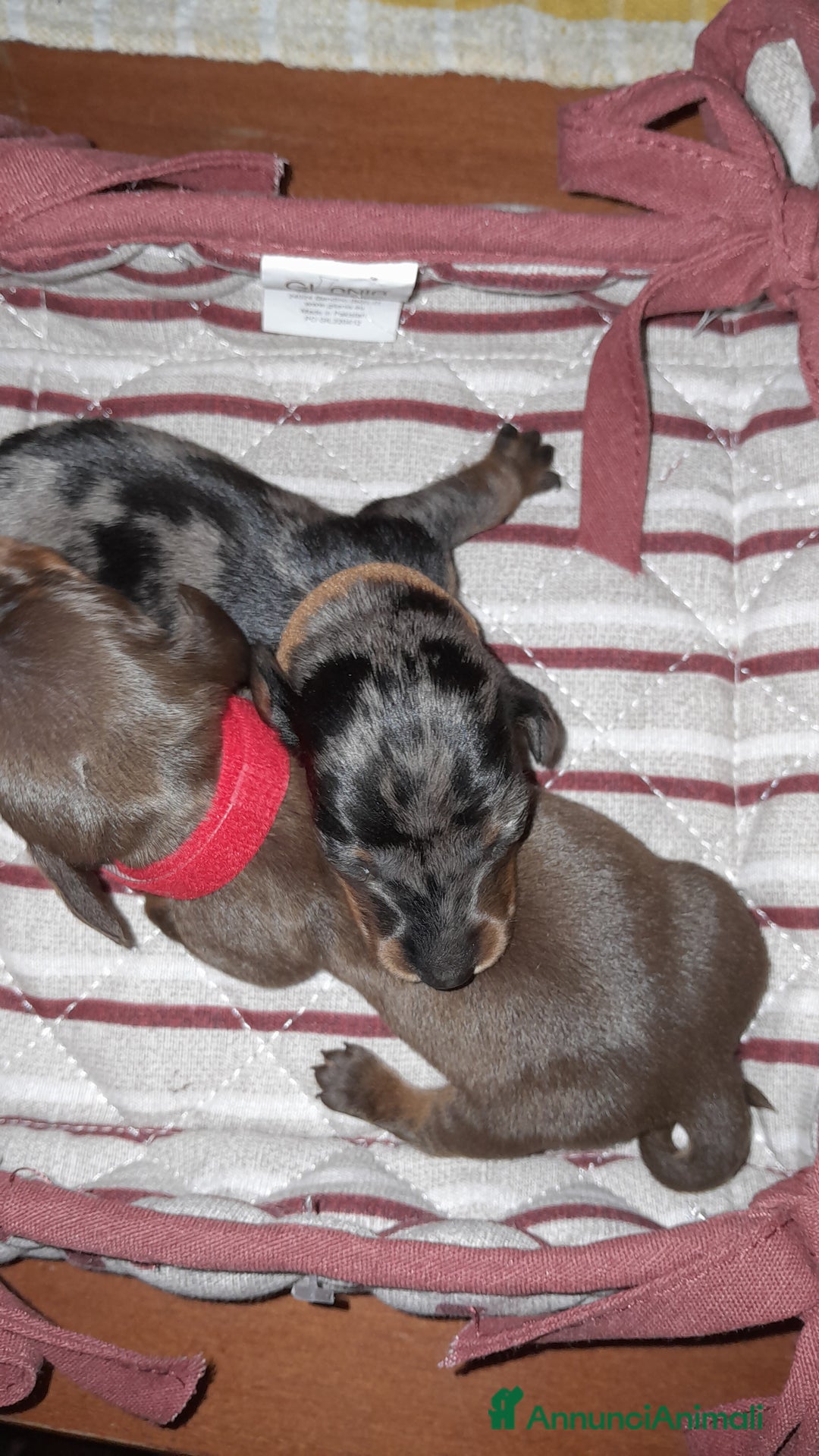 Bassotto cani in vendita: Cuccioli di bassotto a pelo corto  a Provincia di Vercelli - Annuncio 7