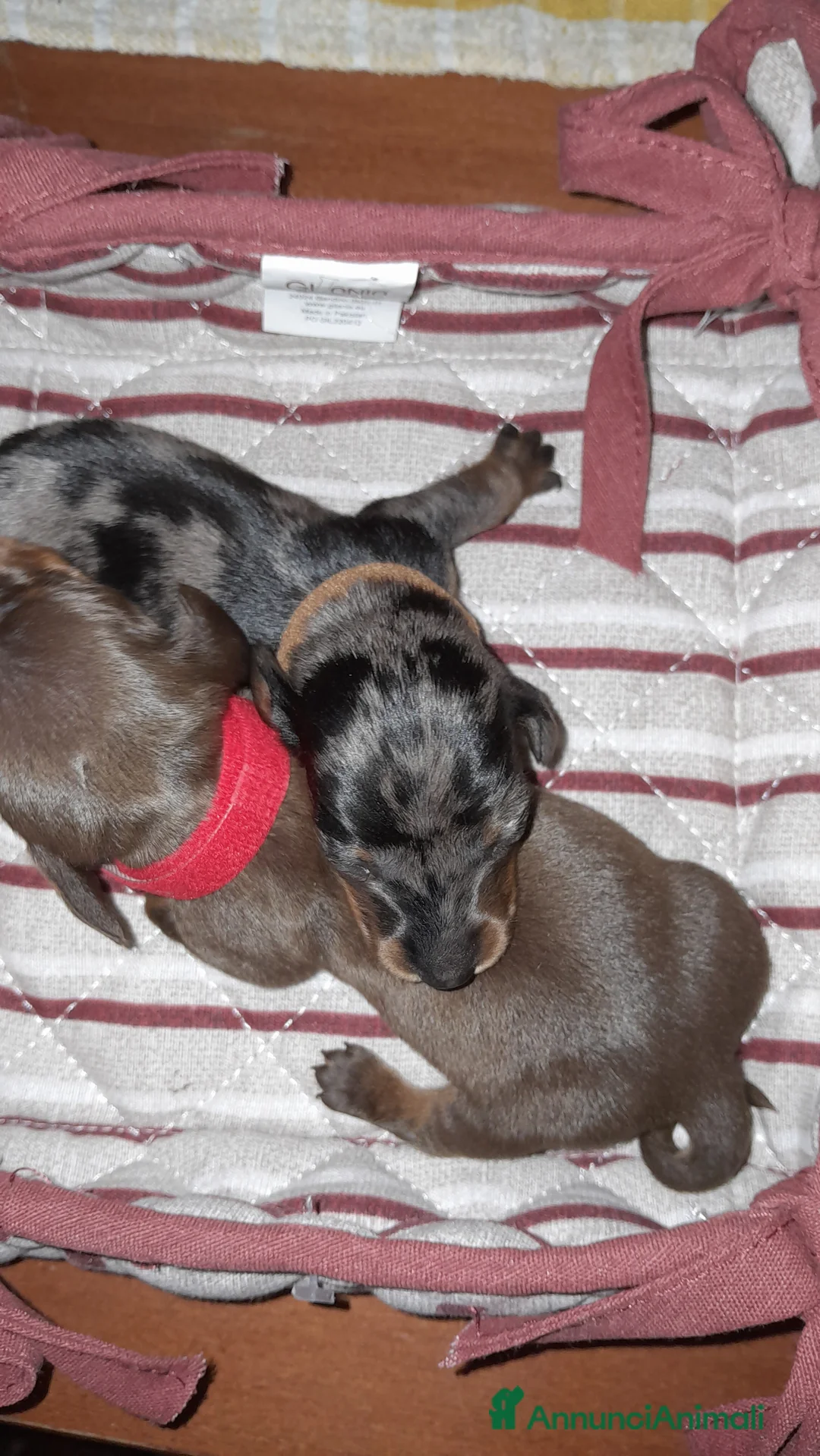 Bassotto cani in vendita: Cuccioli di bassotto a pelo corto  a Provincia di Vercelli - Annuncio 7