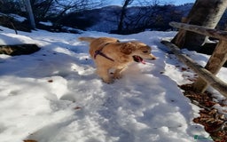 Golden Retriever cani in vendita: Vendesi cuccioli di Golden Retriever  a Provincia di Varese - Immagine 10