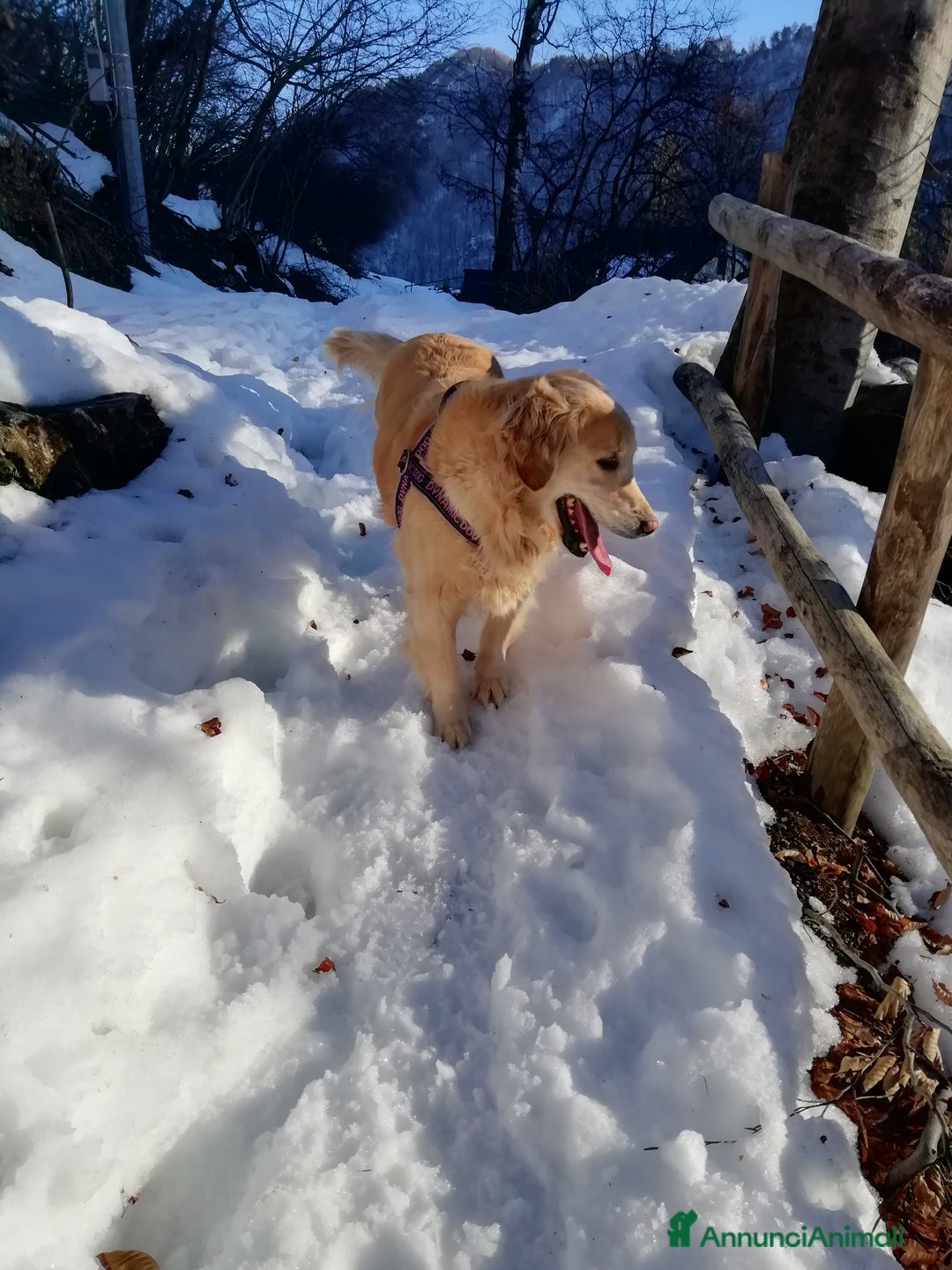 Golden Retriever cani in vendita: Vendesi cuccioli di Golden Retriever  a Provincia di Varese - Immagine 10