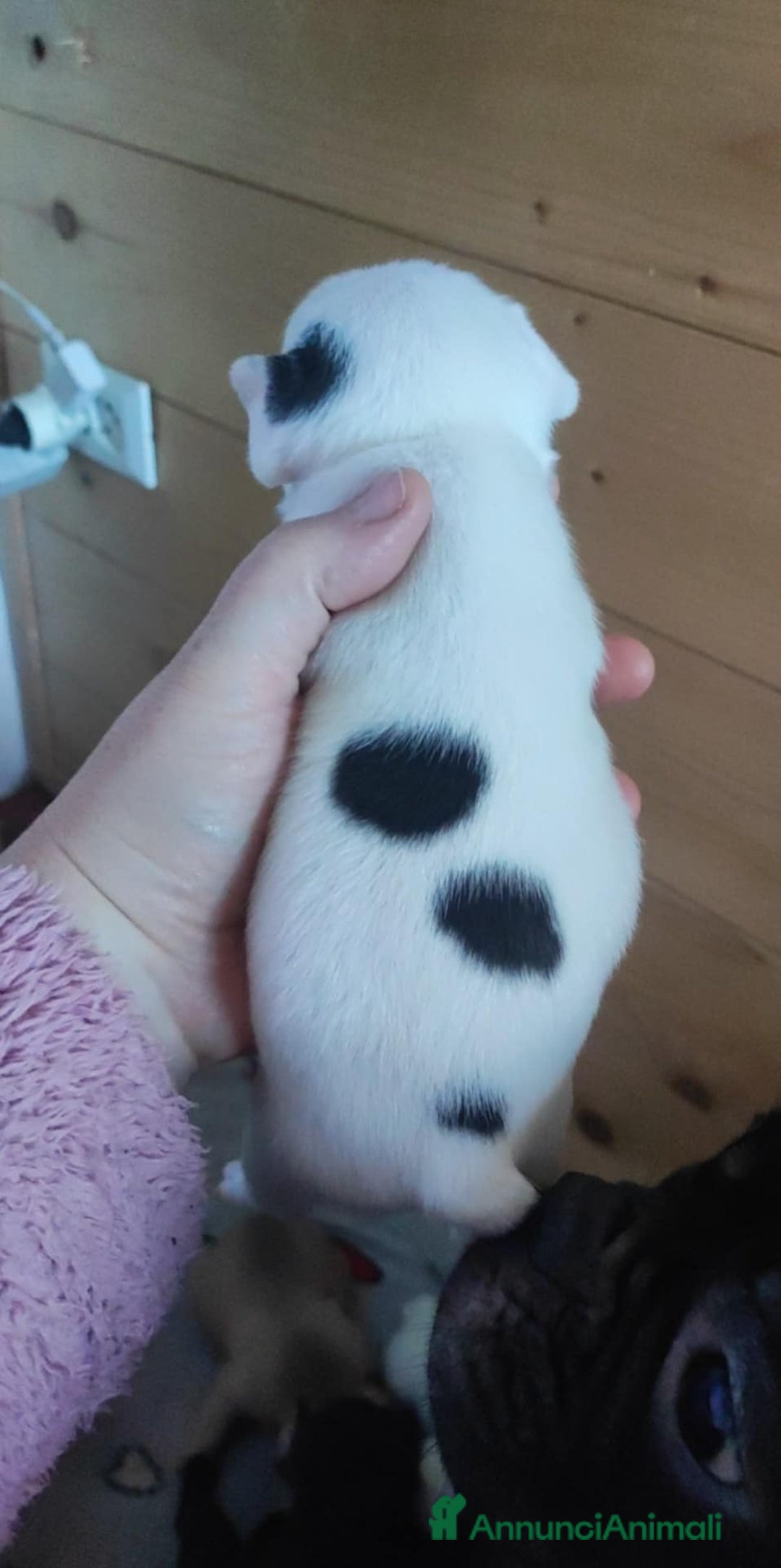 Bulldog Francese cani in vendita: Vendo cuccioli di bulldog francese  - Annuncio 5