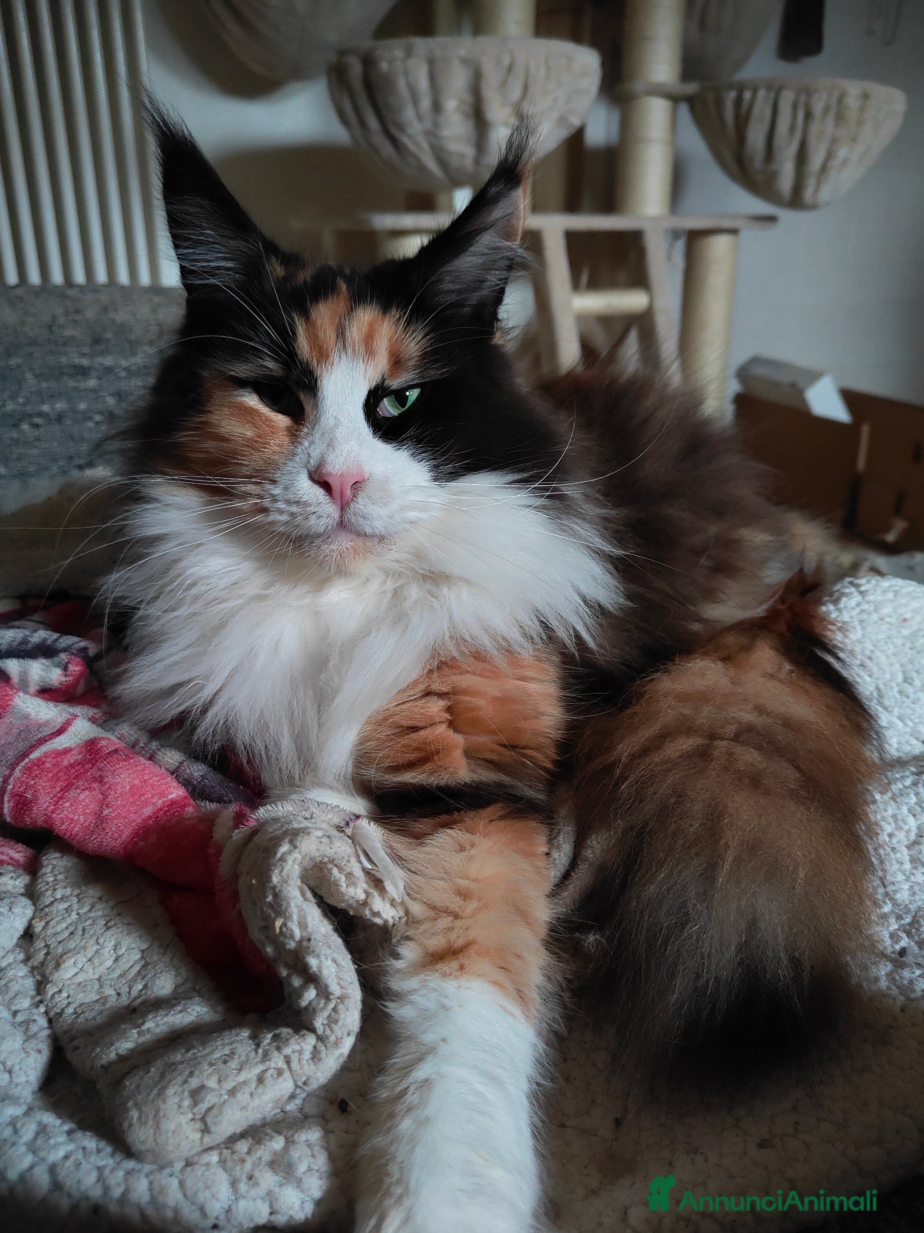 Maine Coon gatti OLIVER  - Annuncio 2