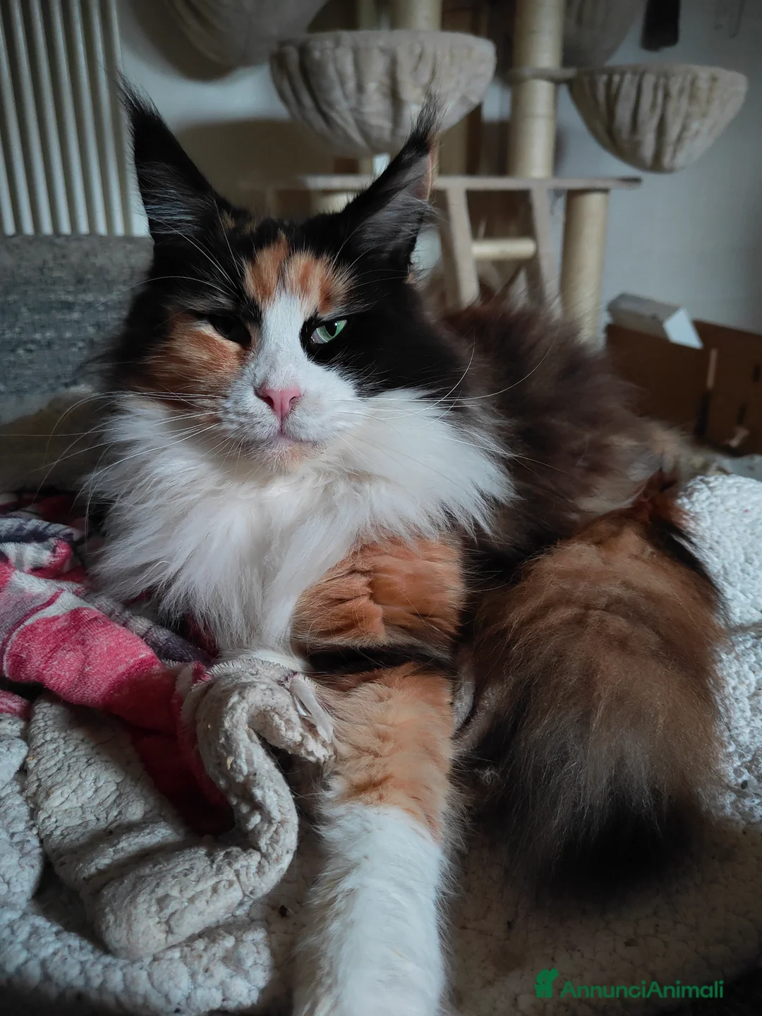 Maine Coon gatti in vendita: OLIVER  - Annuncio 2