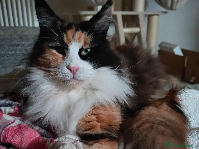 Maine Coon gatti OLIVER - Annuncio 2